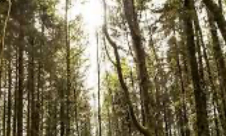 प्रकृति के संरक्षण के साथ पर्यटन को मिल रहा बल प्रकृति के संरक्षण के साथ पर्यटन को मिल रहा बल