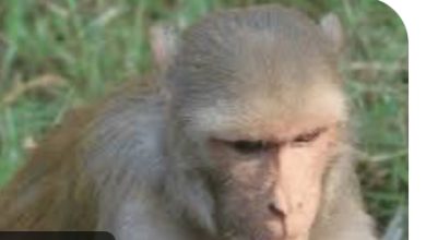 आतंकी बंदरों के साये में “पहाड़ों की रानी “