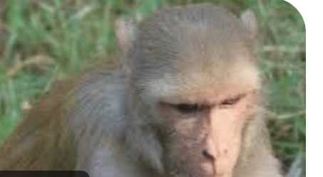 आतंकी बंदरों के साये में “पहाड़ों की रानी “