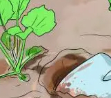 पौधों की जीवित रहने की दर के आधार पर समूहों को दी जाएगी प्रोत्साहन राशि