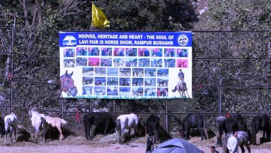 अश्व प्रदर्शनी के दूसरे दिन तक कुल 187 घोड़ों का पंजीकरण