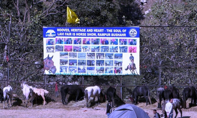 अश्व प्रदर्शनी के दूसरे दिन तक कुल 187 घोड़ों का पंजीकरण अश्व प्रदर्शनी के दूसरे दिन तक कुल 187 घोड़ों का पंजीकरण