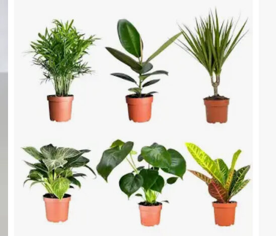 किसान सावधान! सड़क किनारे बिक रहे फल पौध बन सकते हैं बाग़ की तबाही का कारण