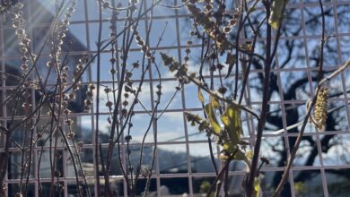 मौसम: शिवरात्रि को नहीं बदलेगा मौसम करवट