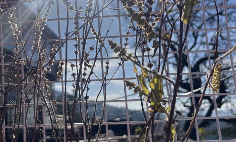 मौसम: शिवरात्रि को नहीं बदलेगा मौसम करवट