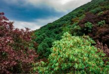 वन विस्तार से जनभागीदारी तक: पर्यावरण और आजीविका का संगम