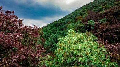 वन विस्तार से जनभागीदारी तक: पर्यावरण और आजीविका का संगम वन विस्तार से जनभागीदारी तक: पर्यावरण और आजीविका का संगम