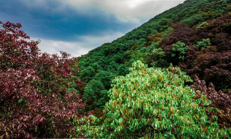 वन विस्तार से जनभागीदारी तक: पर्यावरण और आजीविका का संगम