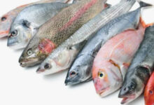 ऐतिहासिक फैसला: हिमाचल में पहली बार मछलियों के लिए MSP लागू