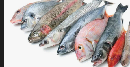 ऐतिहासिक फैसला: हिमाचल में पहली बार मछलियों के लिए MSP लागू