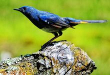 असर विशेष: दुर्लभ हिमालयी गीत-पक्षी ने फिर चुना रकछम–छितकुल, बढ़े प्रजनन के रिकॉर्ड असर विशेष: दुर्लभ हिमालयी गीत-पक्षी ने फिर चुना रकछम–छितकुल, बढ़े प्रजनन के रिकॉर्ड